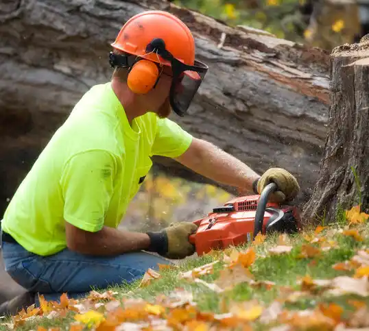 tree services Pelahatchie